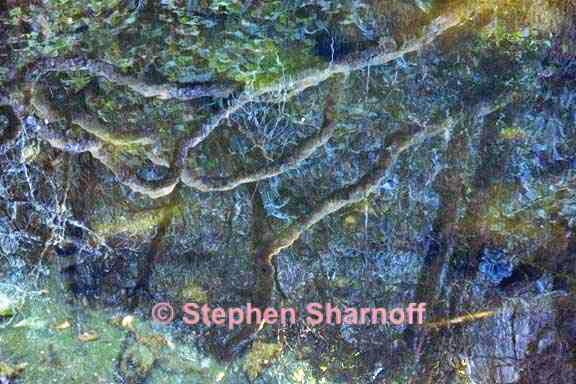 pond reflections 3331b graphic